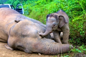 gajah mati anak